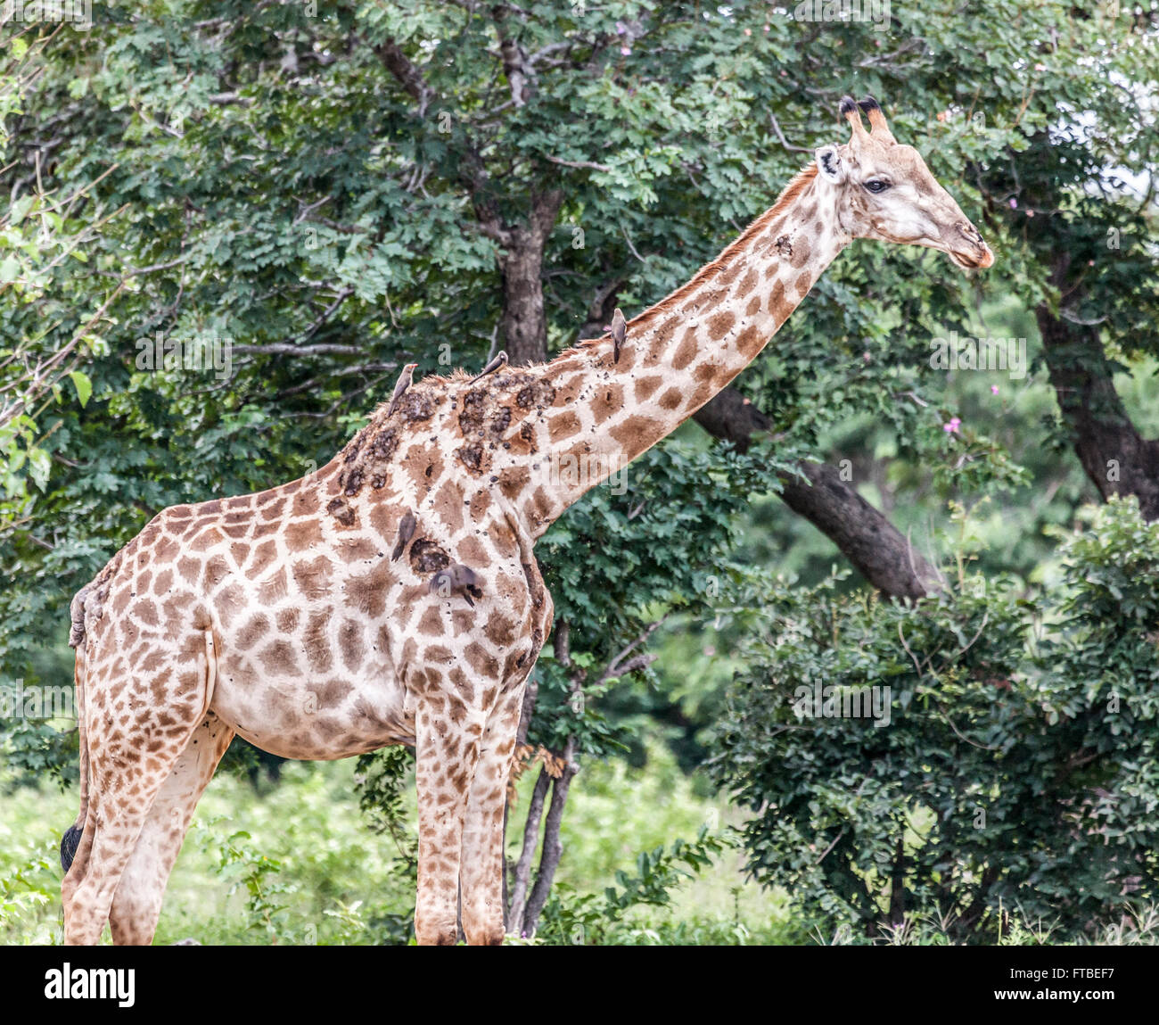 Giraffe mit Hautkrankheit, die durch Papillomavirus verursacht. Die Läsionen sind offene & verbreitet durch rot-billed Oxpeckers gehalten. Chobe N.P. Stockfoto