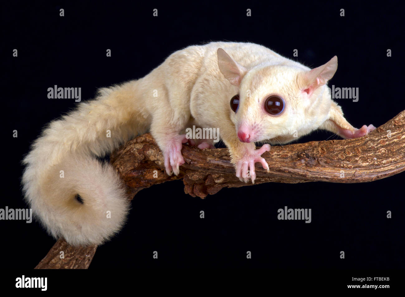 Sugar Glider (Petaurus Breviceps) albino Stockfoto