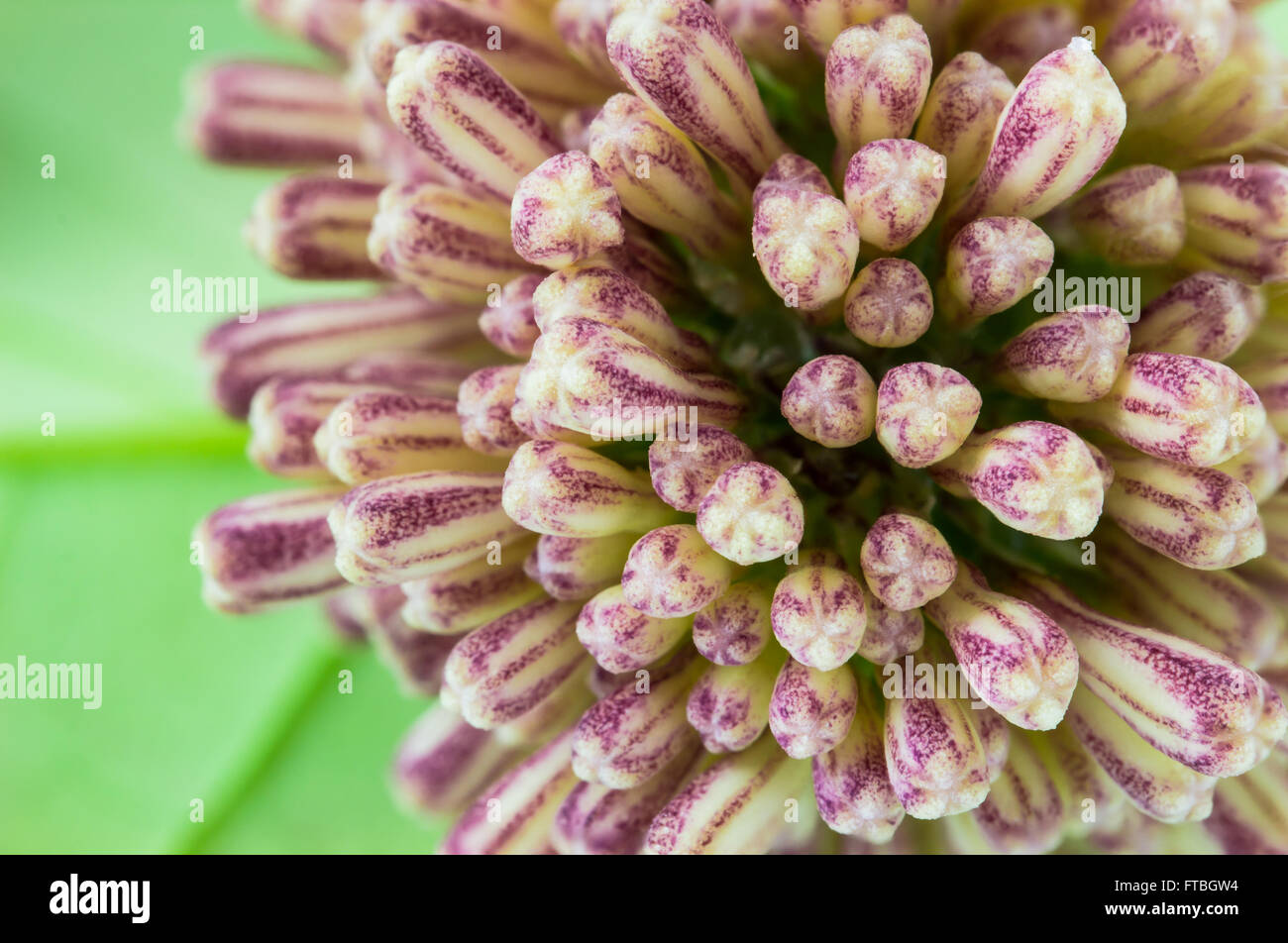 Closeup Dracaena Blume, Natur Hintergrund Stockfoto