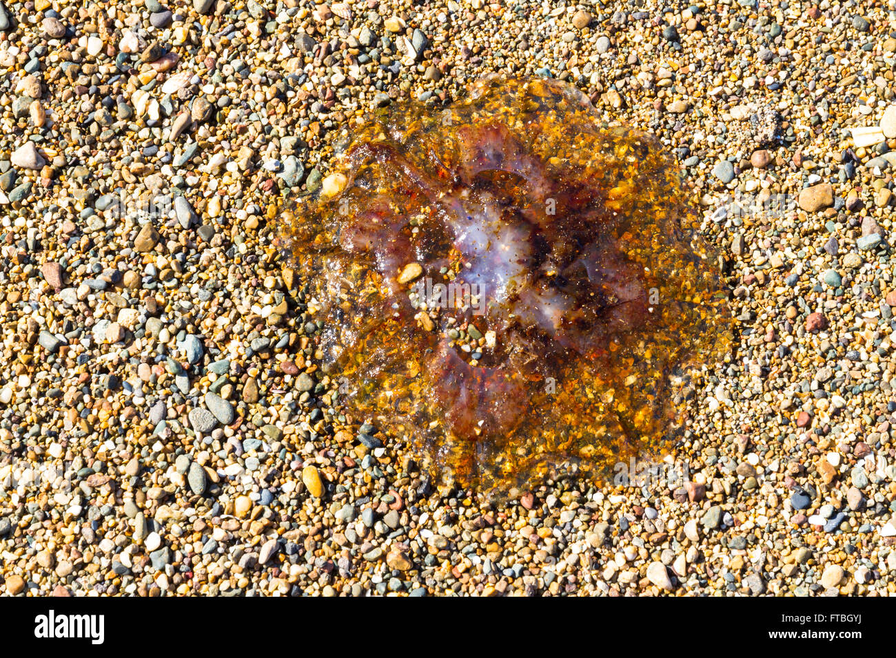 Quallen oder Jellie, Teil des Phylum Cnidaria angespült am Kiesstrand. Stockfoto