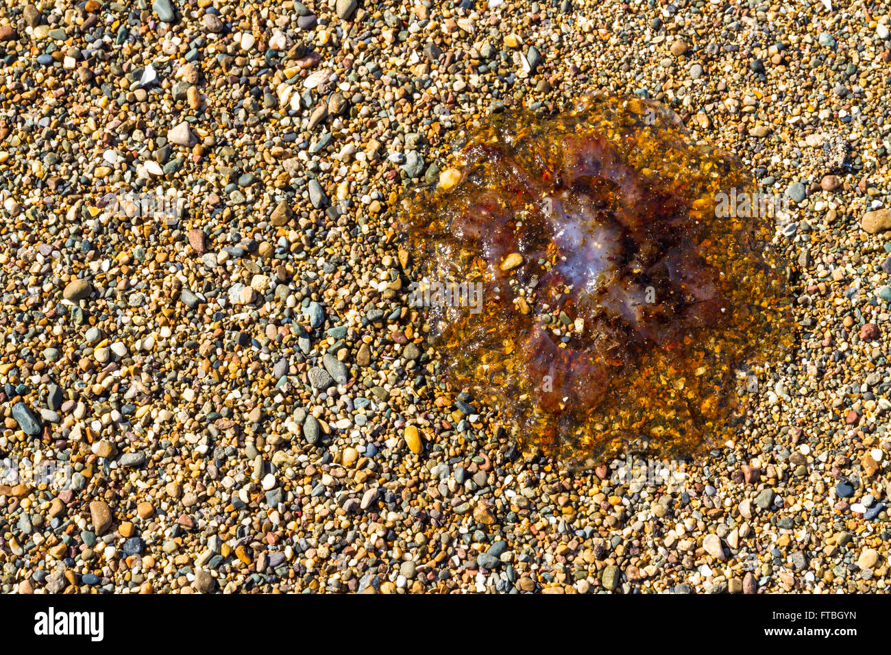 Quallen oder Jellie, Teil des Phylum Cnidaria angespült am Kiesstrand. Stockfoto