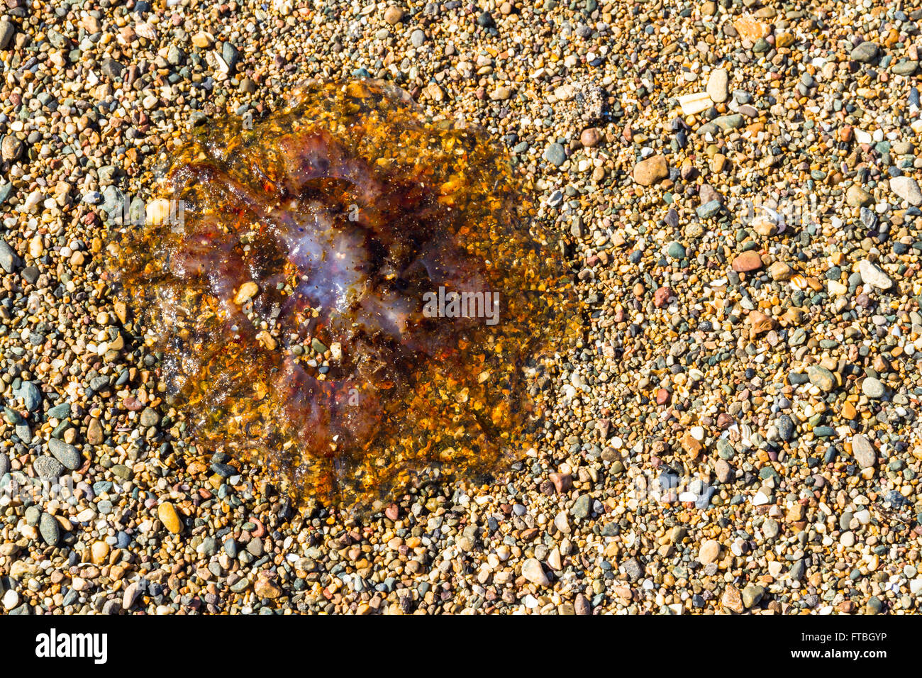 Quallen oder Jellie, Teil des Phylum Cnidaria angespült am Kiesstrand. Stockfoto