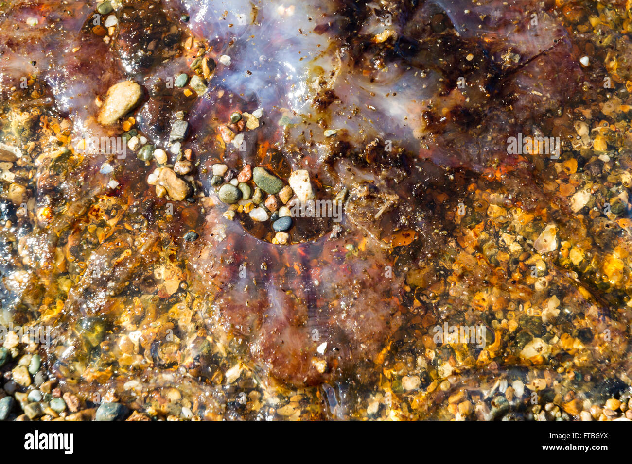 Quallen oder Jellie, Teil des Phylum Cnidaria angespült am Kiesstrand. Stockfoto