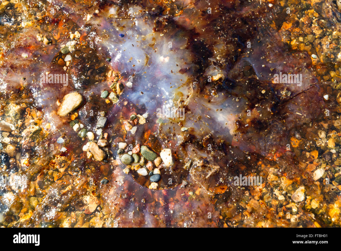Quallen oder Jellie, Teil des Phylum Cnidaria angespült am Kiesstrand. Stockfoto