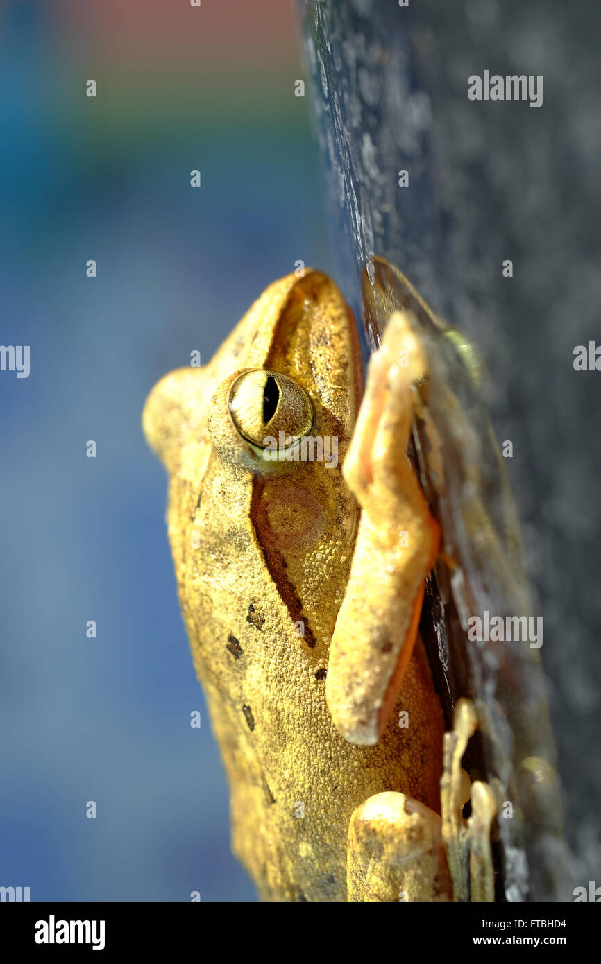 Golden Tree Frog oder gelbe Frosch in Thailand - Nahaufnahme - Makro - (Tiefenschärfe) Stockfoto