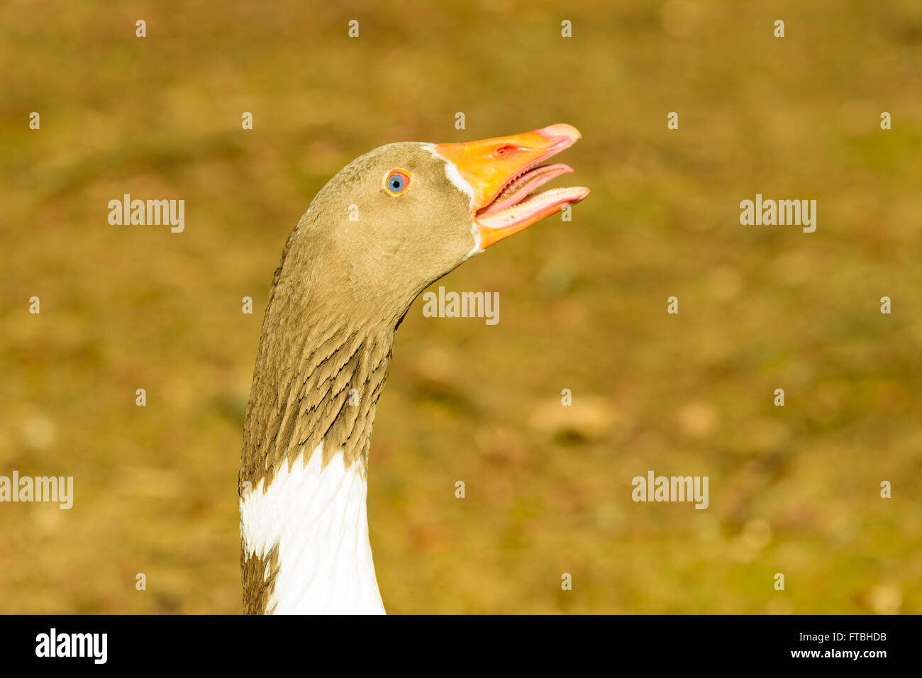 Eine männliche Gans Zischen und machen Lärm, jemanden zu erschrecken, der zu nahe kommt. Nur der Kopf und ein Teil des Halses sichtbar. Feine b Stockfoto