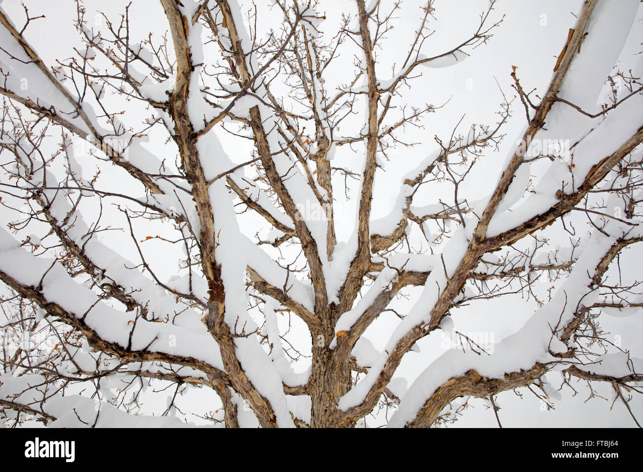 Schneebedeckten Baum in Boulder, Colorado, USA Stockfoto