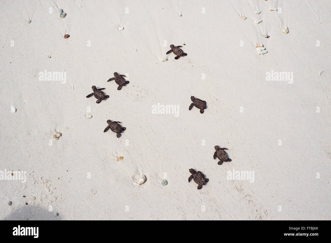 Kürzlich geschlüpften Karettschildkröten Meeresschildkröte Babys auf Aride Island, Seychellen Stockfoto