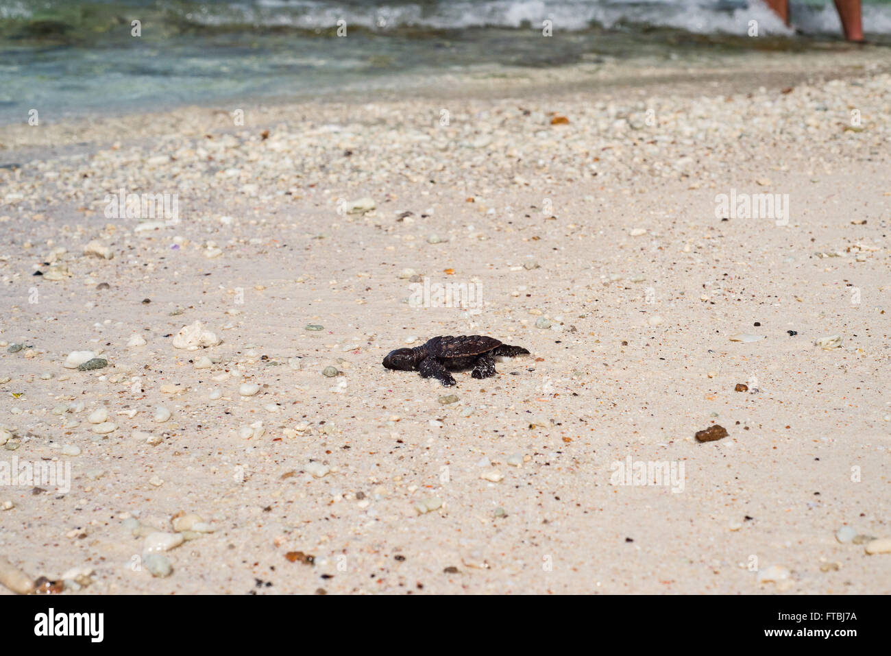 Kürzlich geschlüpften Karettschildkröten Meeresschildkröte Babys auf Aride Island, Seychellen Stockfoto