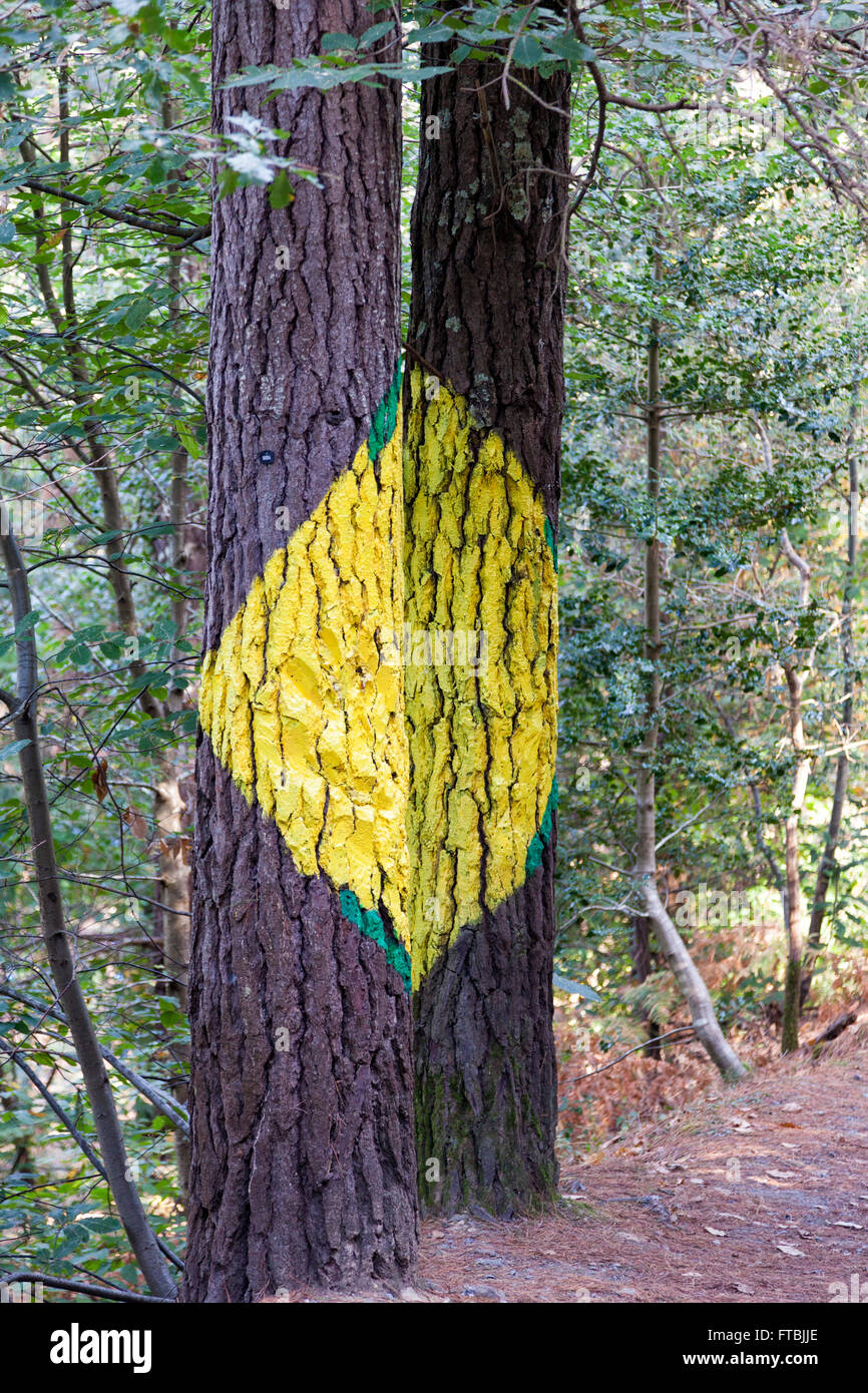 Malte Stämme der Bäume im Wald Oma von Agustin Ibarrola Stockfoto