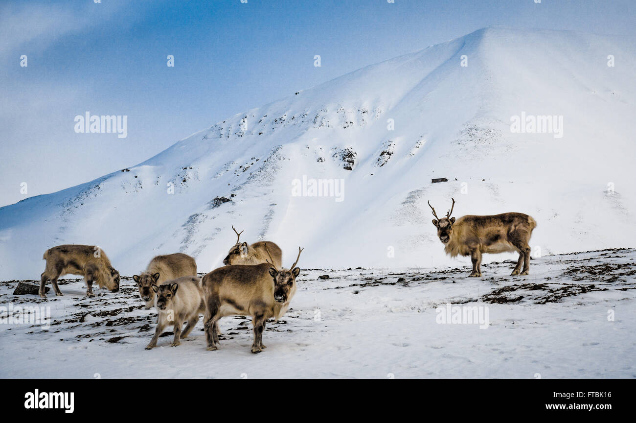 Svalbard-Rentiere in Hiorthamn, in der Nähe von Longyearbyen Spitzbergen Stockfoto