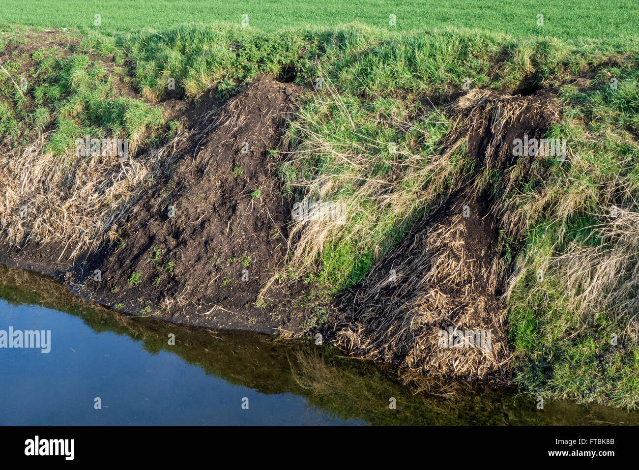 Sett des Dachs (Meles Meles) auf der Bank eines Fenland Drain, Cambridgeshire Stockfoto