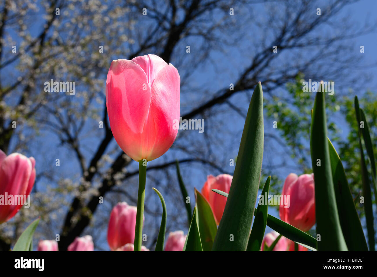 Einzigen rosa Tulpe selektiven Fokus Vordergrund mit Kirschblüten, Bäume und Tulpen im Hintergrund. Stockfoto