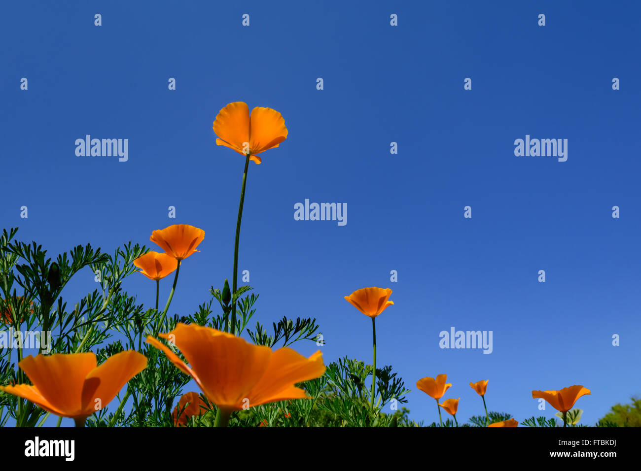 California Poppy Orange Blumen stehen einsam vor blauem Himmelshintergrund. Stehen Sie auf, stehen Sie, stehen Sie aufrecht Stockfoto