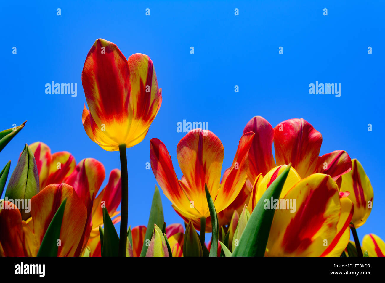 Rote und gelbe Tulpen im Vordergrund mit klaren, blauen Himmelshintergrund. Blumen, Frühling Stockfoto