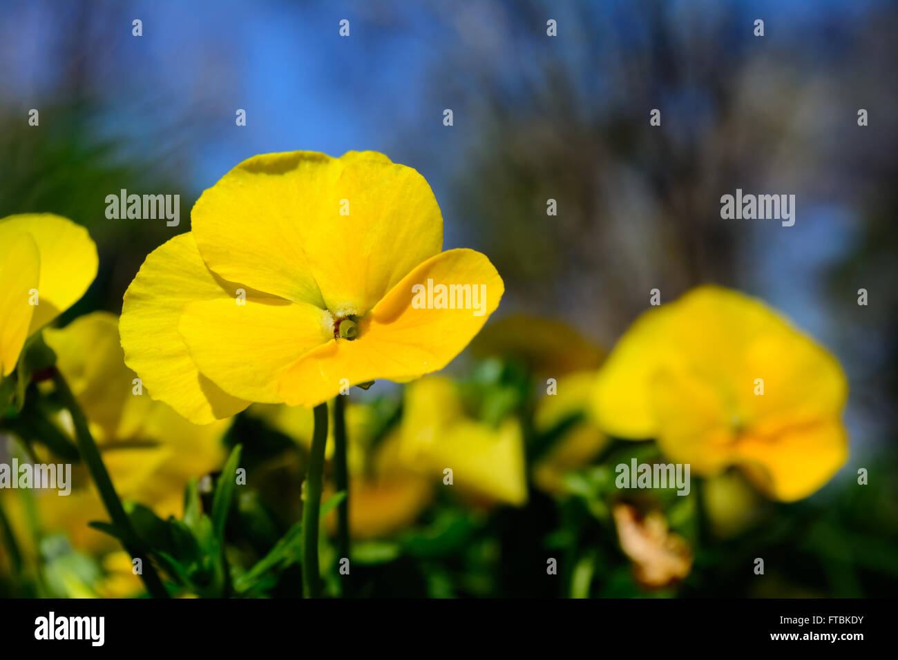 Gelbe Stiefmütterchen mit Stiefmütterchen und blauer Himmelshintergrund. Selektiven Fokus Vordergrund. Garten Schönheit im Frühling Stockfoto