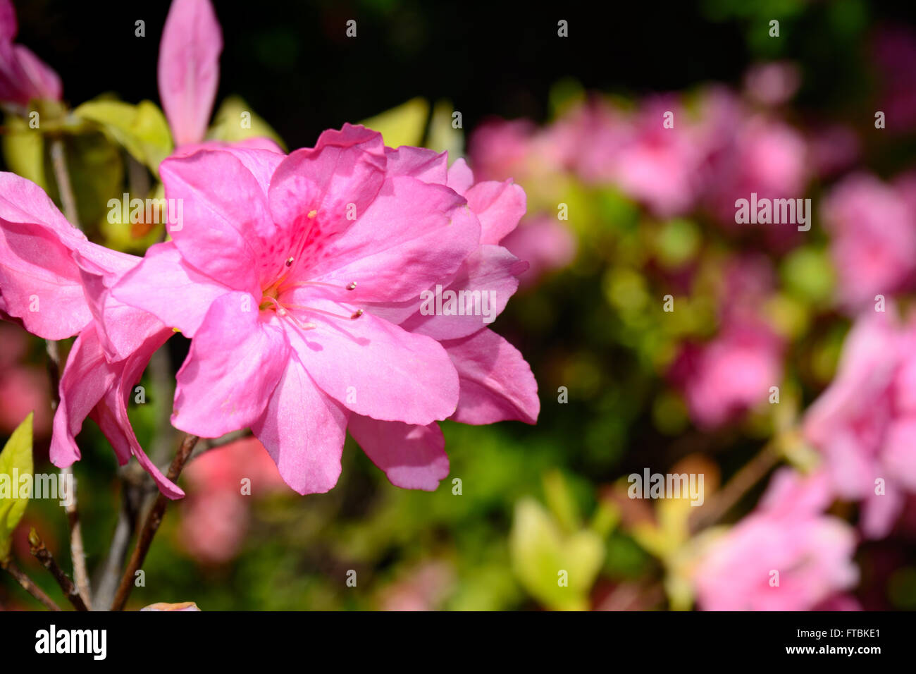 Azalee Blüte, rosa, mit Bäumen im Hintergrund. Selektiven Fokus Vordergrund. Schön und einzigartig Stockfoto