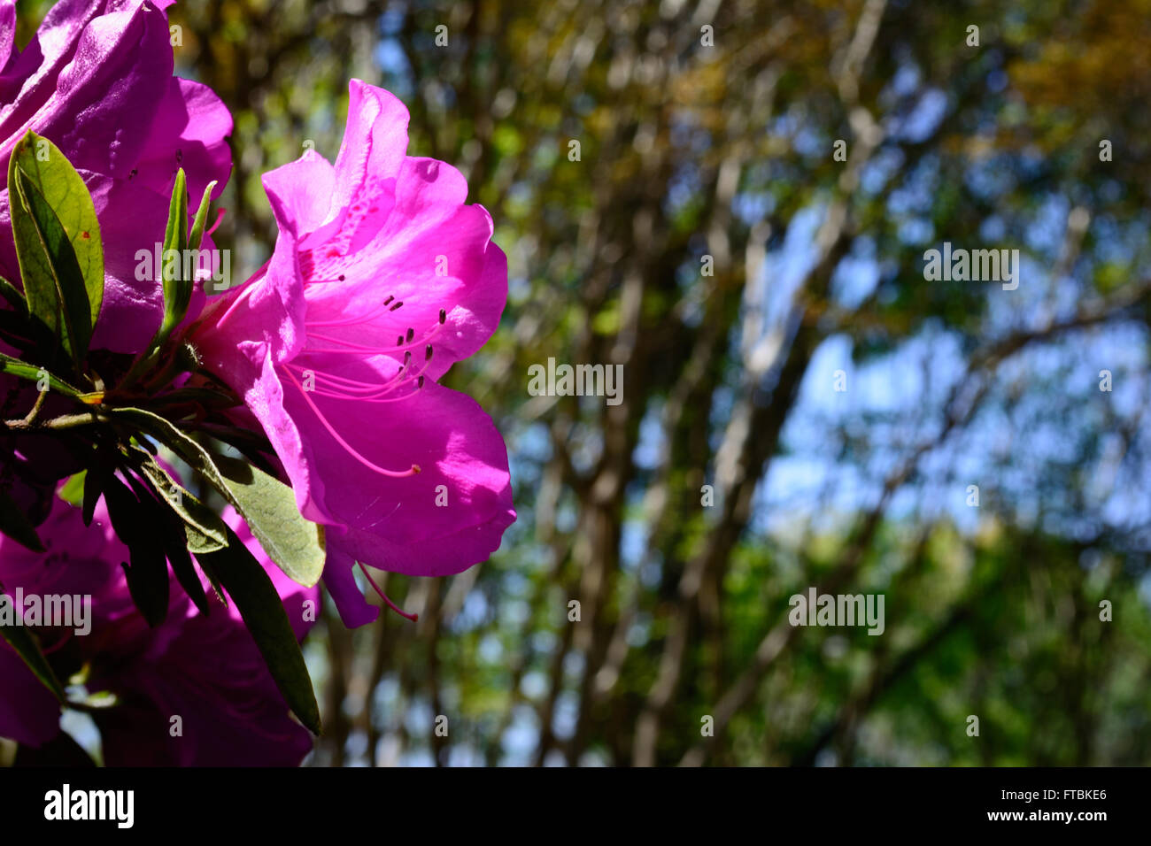 Große Azalee Blüte, rosa, mit Bäumen im Hintergrund. Selektiven Fokus Vordergrund. Schön und einzigartig Stockfoto