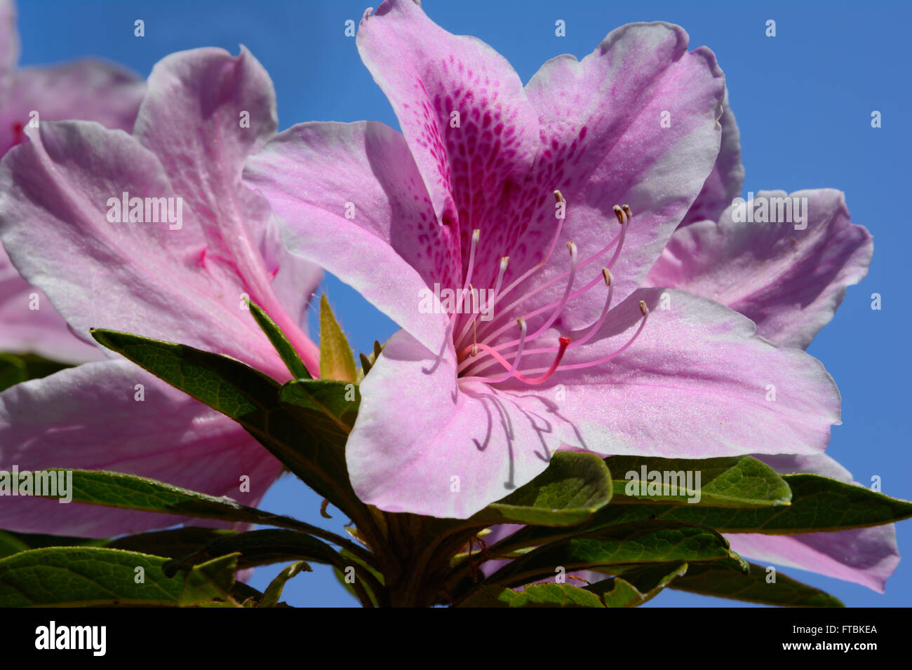 Große Azalee Blüte, rosa, mit blauem Himmelshintergrund. Selektiven Fokus Vordergrund. Schön und einzigartig Stockfoto