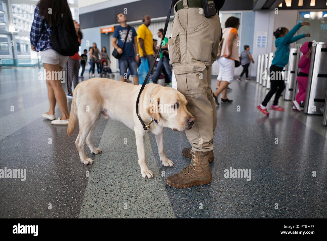 Ein Hund sorgt für Sicherheit in einem öffentlichen Gebäude in New York City. Stockfoto