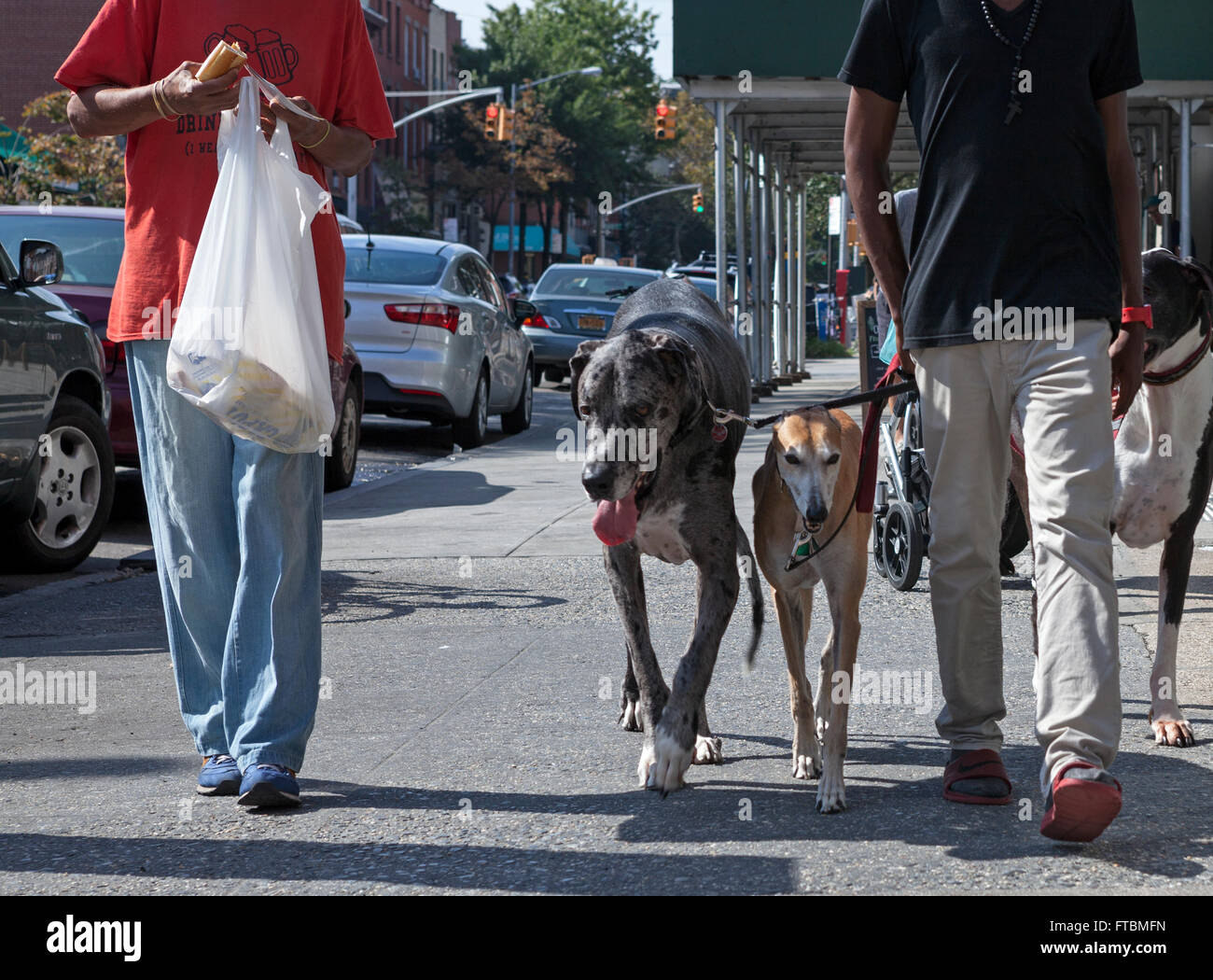 Ein Mann geht drei Hunde auf einer Straße in Brooklyn, NY, USA. Stockfoto