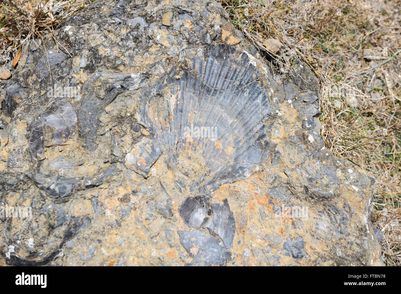 Nahaufnahme von Fossilien, Fossil Cliffs, Maria Island National Park, Tasmanien, Australien Stockfoto