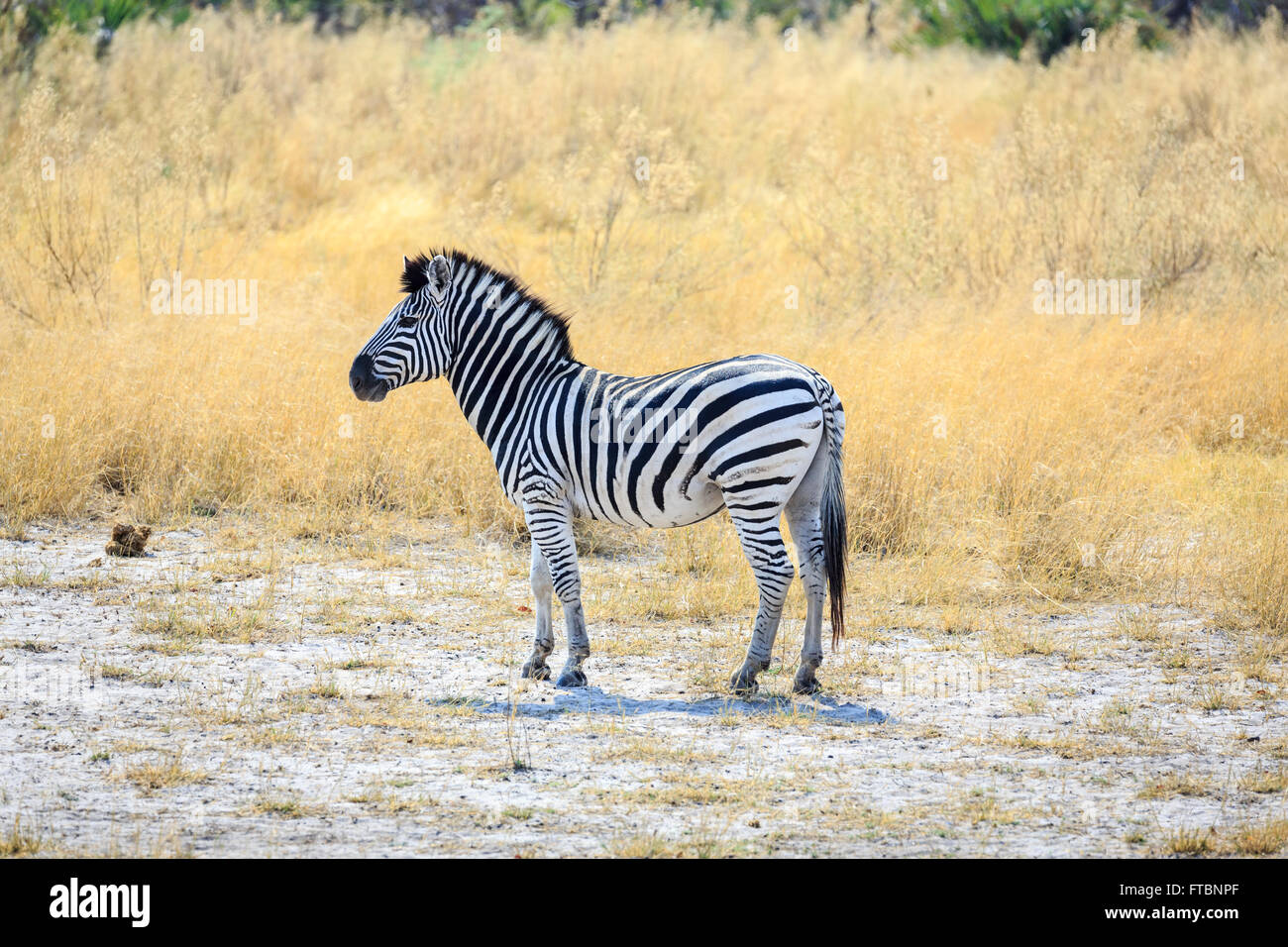 Ebenen oder Burchell Zebra (Equus Quagga), Sandibe Camp, durch das Moremi Game Reserve, Okavango Delta, Botswana, Südafrika Stockfoto