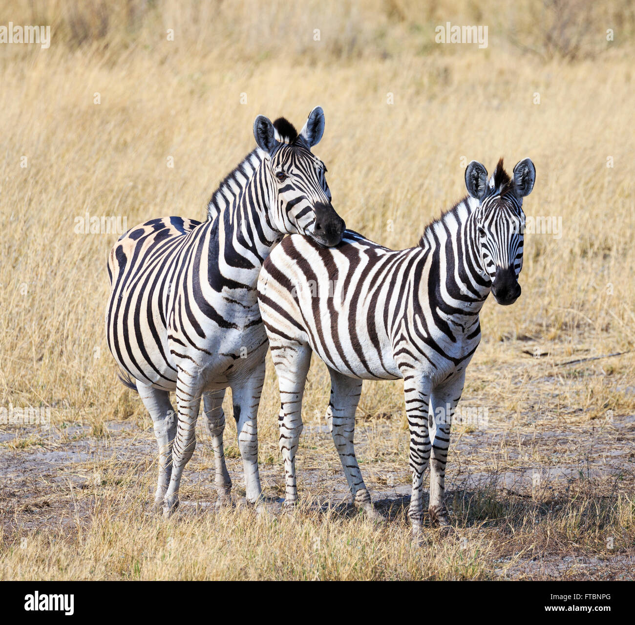 Zwei Ebenen oder Burchell Zebra (Equus Quagga), Sandibe Camp, durch das Moremi Game Reserve, Okavango Delta, Botswana, Süd Afri Stockfoto