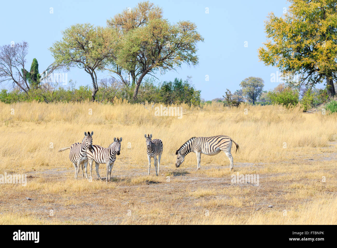 Ebenen oder Burchell Zebra (Equus Quagga), Sandibe Camp, durch das Moremi Game Reserve, Okavango Delta, Botswana, Südafrika Stockfoto