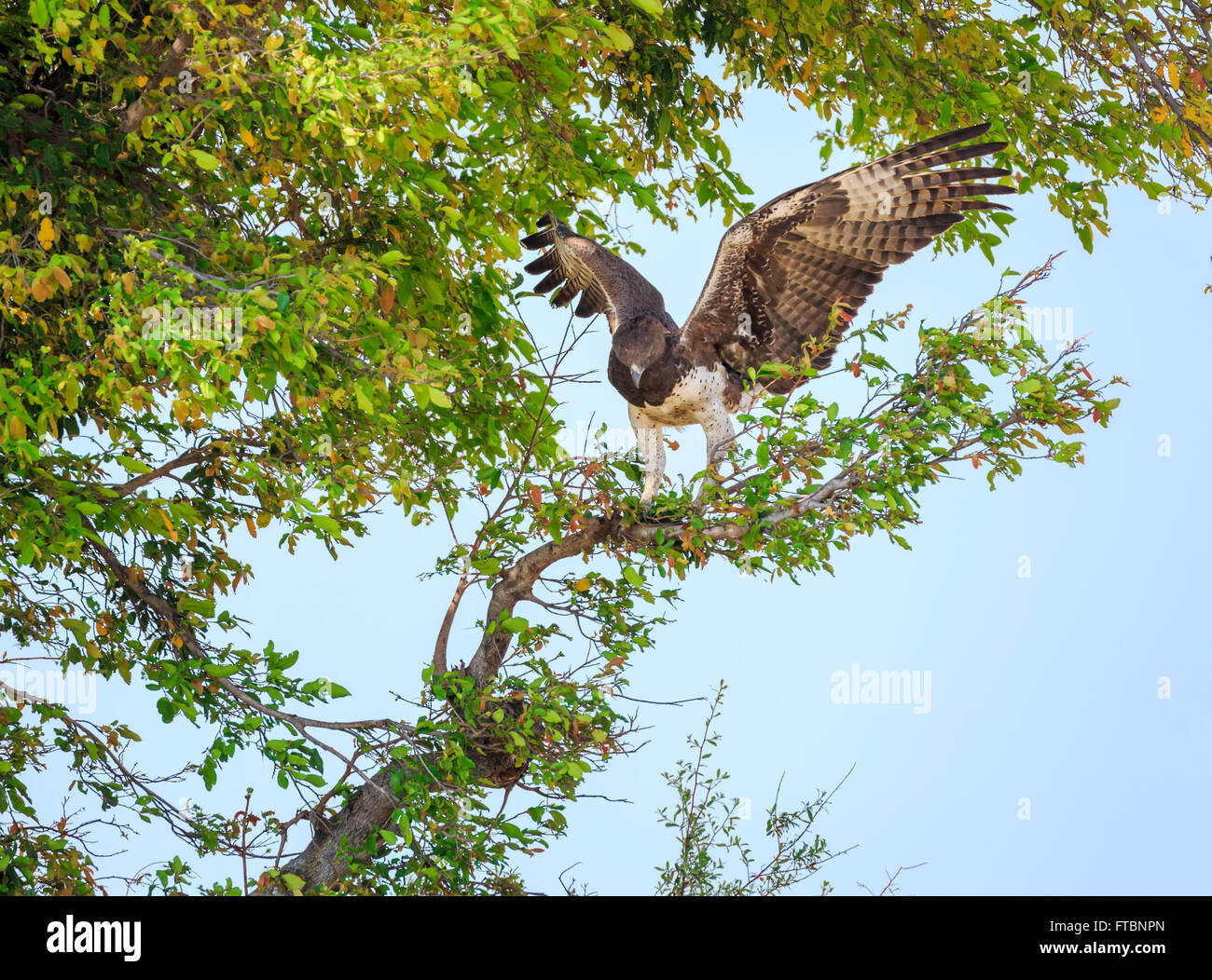 Martial Eagle (Polymaetus bellicosus), ausgestreckten Flügeln Vorbereitung in einem Baum gehockt zu fliegen, Sandibe Camp, Okavango Delta, Kalahari, Botswana, Afrika Stockfoto