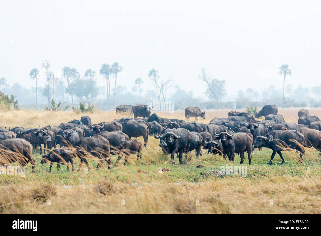 Herde Kaffernbüffel (Syncerus Caffer) am Ufer des Flusses Begrenzungsrahmen des Moremi Game Reserve, Okavango Delta, Botswana Stockfoto