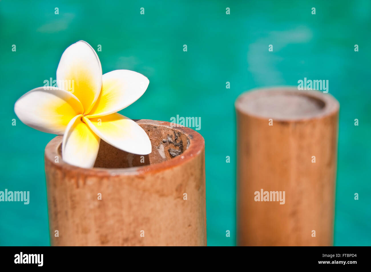 Plumeria Blumen auf Bambus Stämme, Blauwasser-Hintergrund Stockfoto