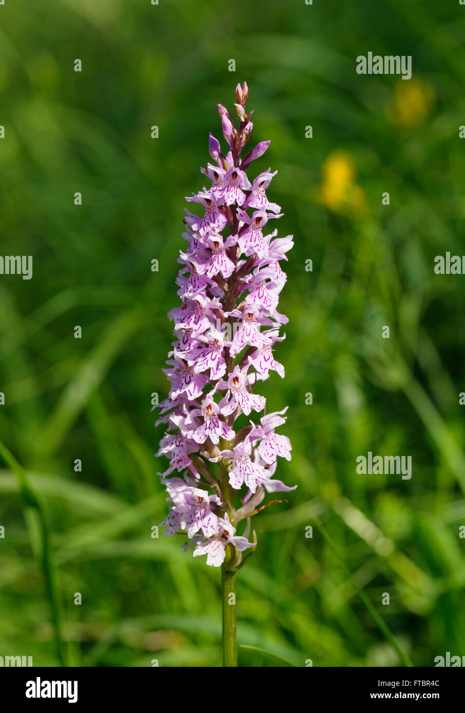 Heide gesichtet Orchidee (Dactylorhiza Maculata), Orchidee, Isar Banken, Geretsried, Bayern, Deutschland Stockfoto