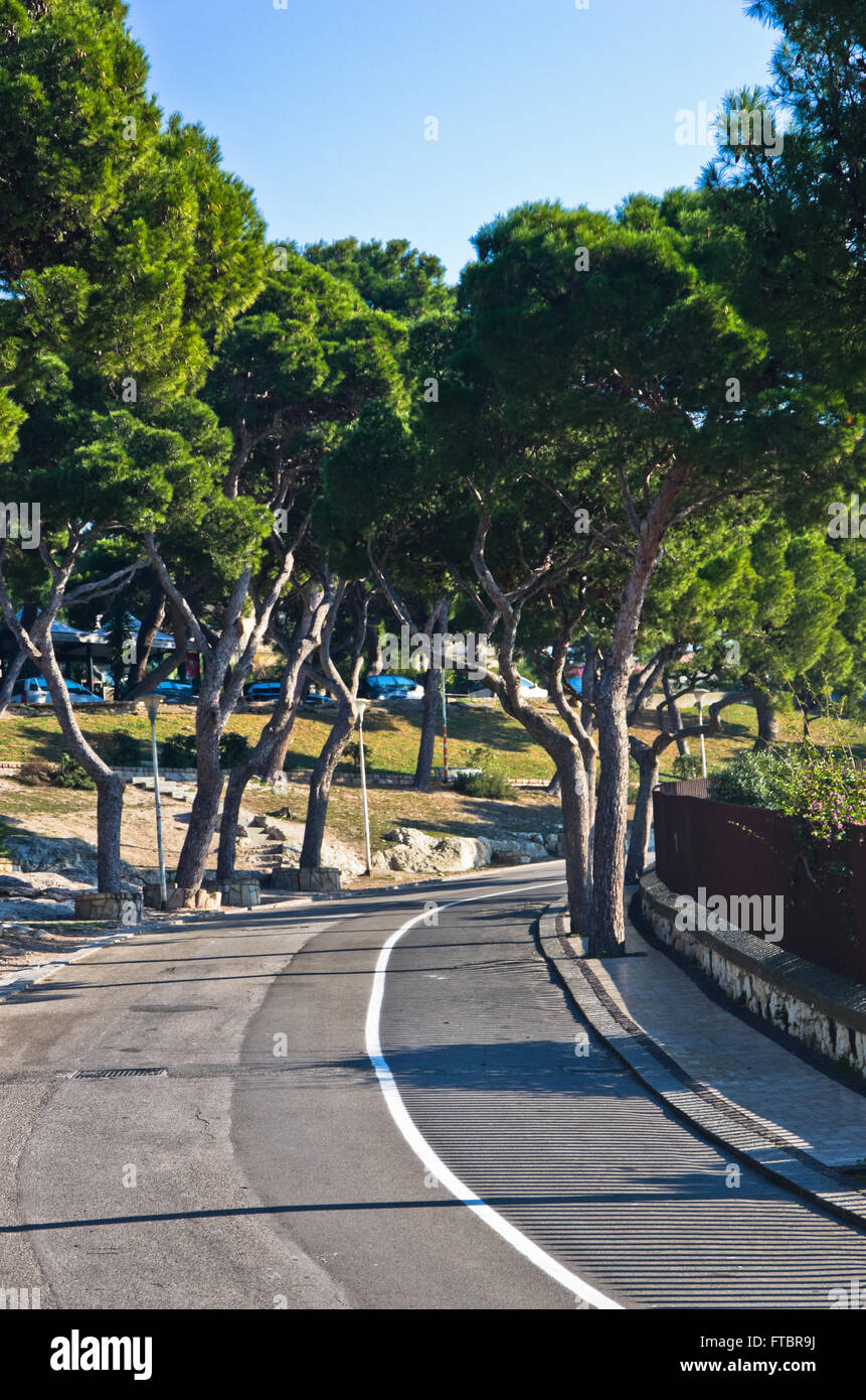 Straße mit Gasse machte der typisch mediterranen Bäumen, Cagliari, Sardinien Stockfoto