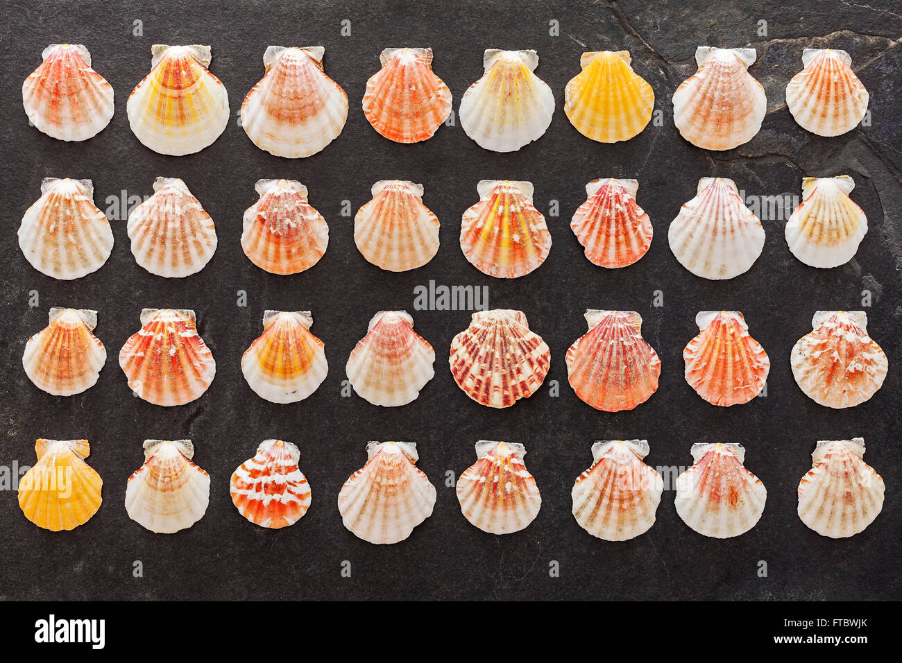 Bunte Muscheln auf schwarzem Stein. Stockfoto