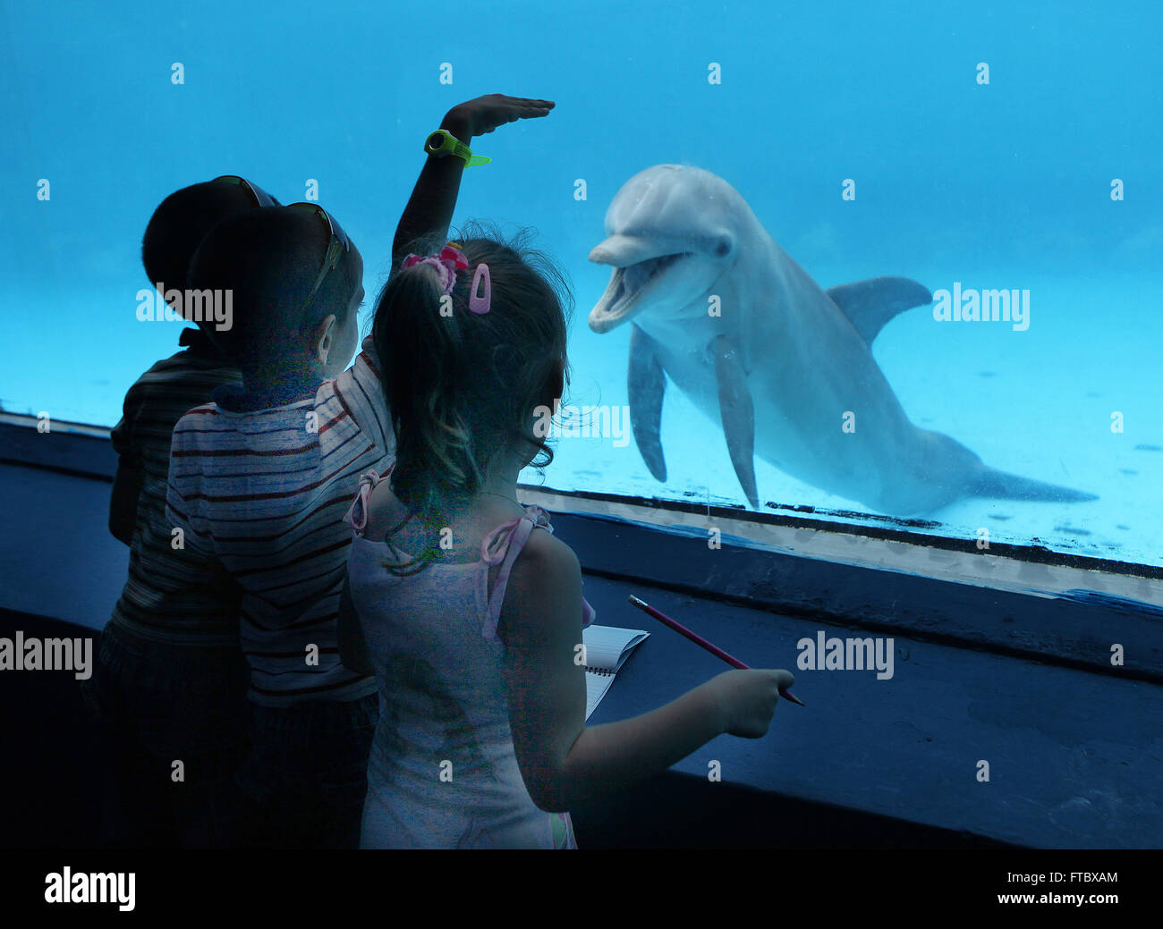 Kuba - September 2011: Havanna: Acuario Nacional - das Aquarium Delphin Stockfoto