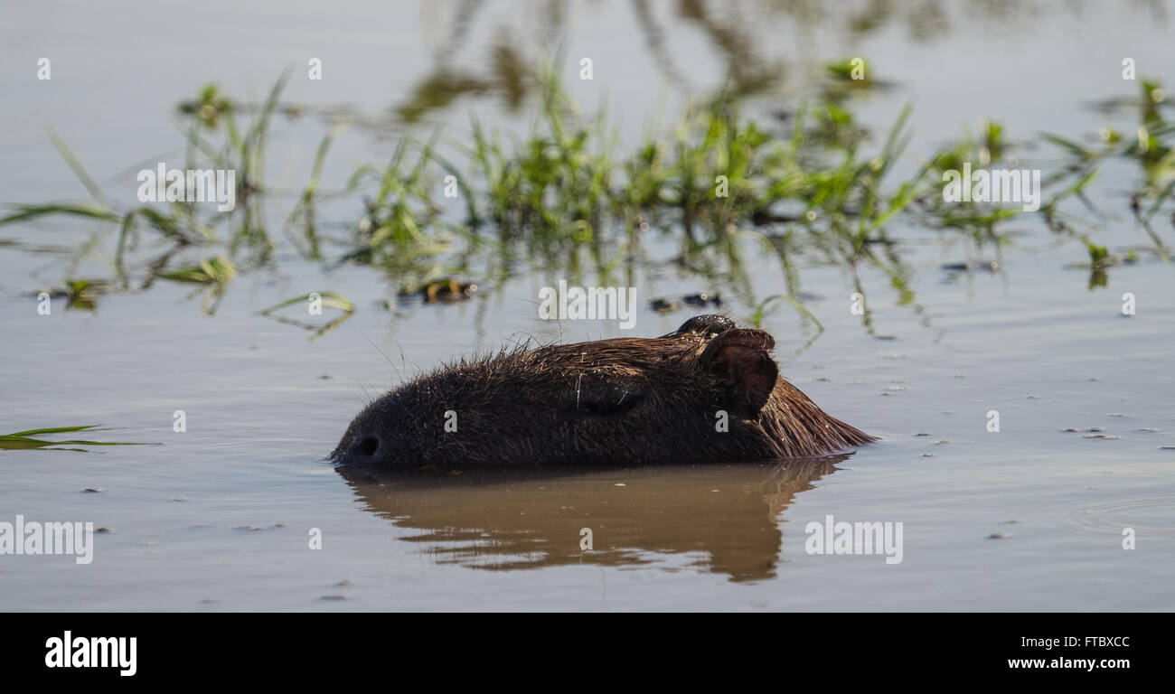 Das Wasserschwein (Hydrochoerus Hydrochaeris) gesehen Wild in den Ibera Feuchtgebiet Argentiniens Stockfoto