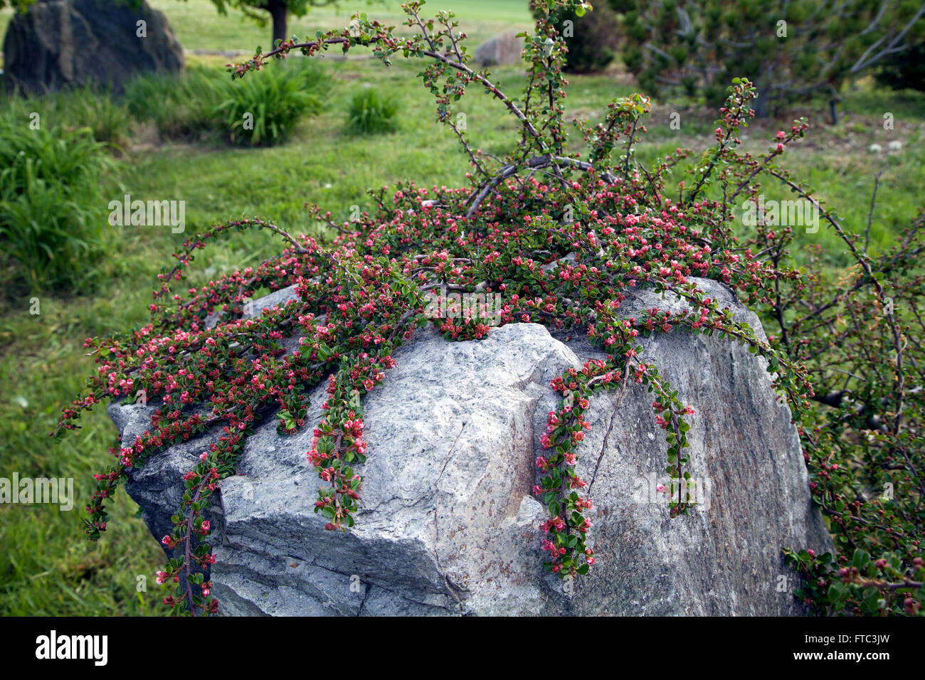 Eine Blüte Rock Zwergmispel wächst über einen großen Felsen. Stockfoto