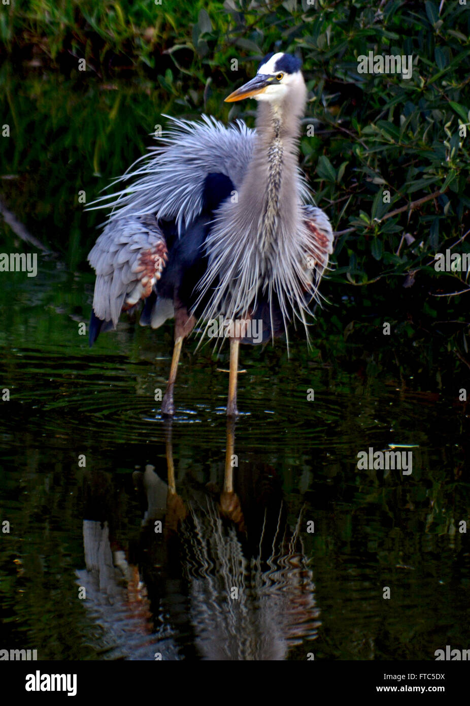 Great Blue Heron flauschigen Federn im Teich Stockfoto