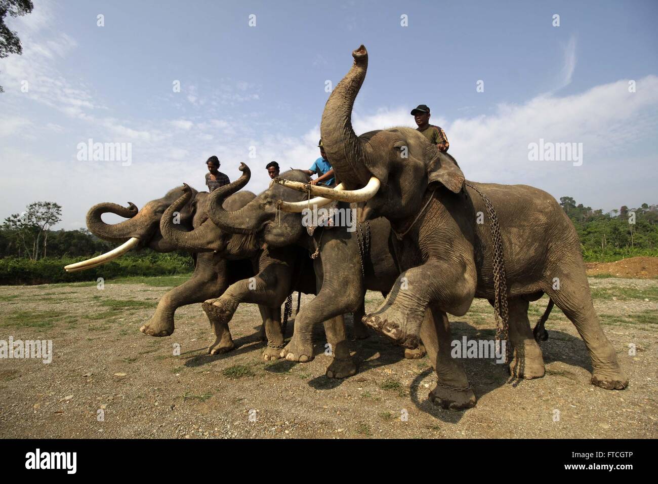 (160327)--ACEH, 27. März 2016 (Xinhua)--Sumatra-Elefanten (Elephas Maximus Sumatranus) werden von Trainern im Elephant Conservation Center in Aceh, Indonesien, 27. März 2016 ausgebildet. World Wildlife Fund (WWF) im 2012 angekündigt, dass der Sumatra-Elefant "gefährdet", "Aussterben" von der International Union for Conservation of Nature (IUCN) nach dem Verlust von fast 70 Prozent des Lebensraumes und die Hälfte der Bevölkerung in einer Generation von herabgestuft hat. Der Rückgang ist im Wesentlichen auf Elefanten Lebensraum wird abgeholzt oder für landwirtschaftliche Plantagen umgewandelt. (Xinhua/Junaidi) Stockfoto
