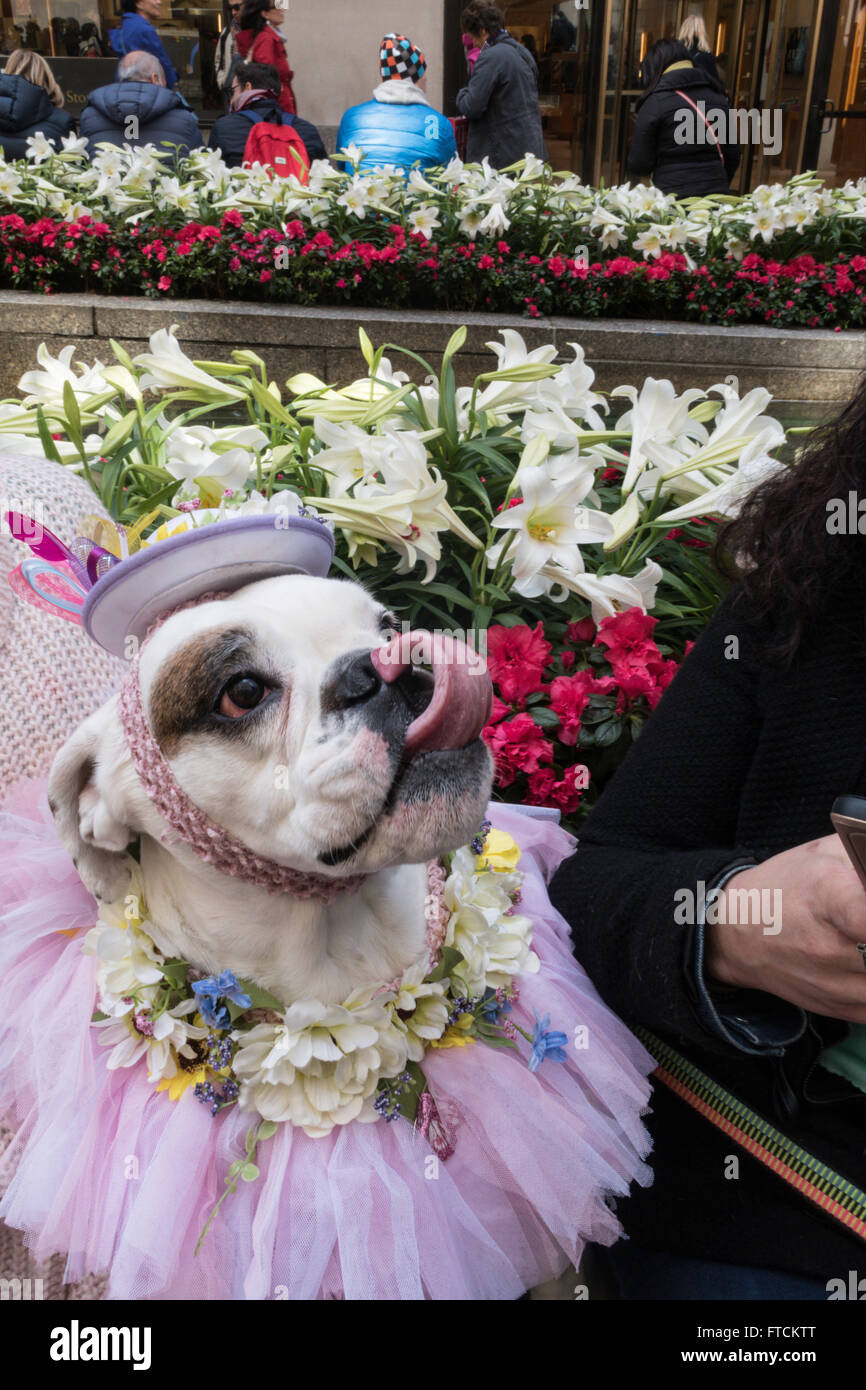 New York City, USA. 27. März 2016. Rockefeller Center Promenade ist ein beliebter Ort für die Osterfeiertage. Dieser Bulldog Motorhaube und Tutu holen. Bildnachweis: Patti McConville/Alamy Live-Nachrichten. Stockfoto