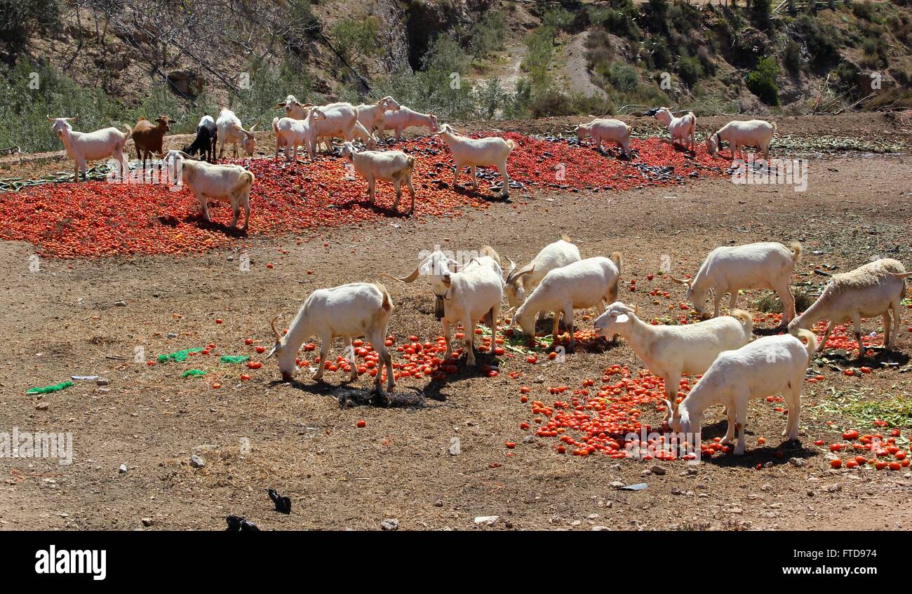 Andalusische Ziegen und Schafe Essen weggeworfen Tomaten in den Hügeln Stockfoto