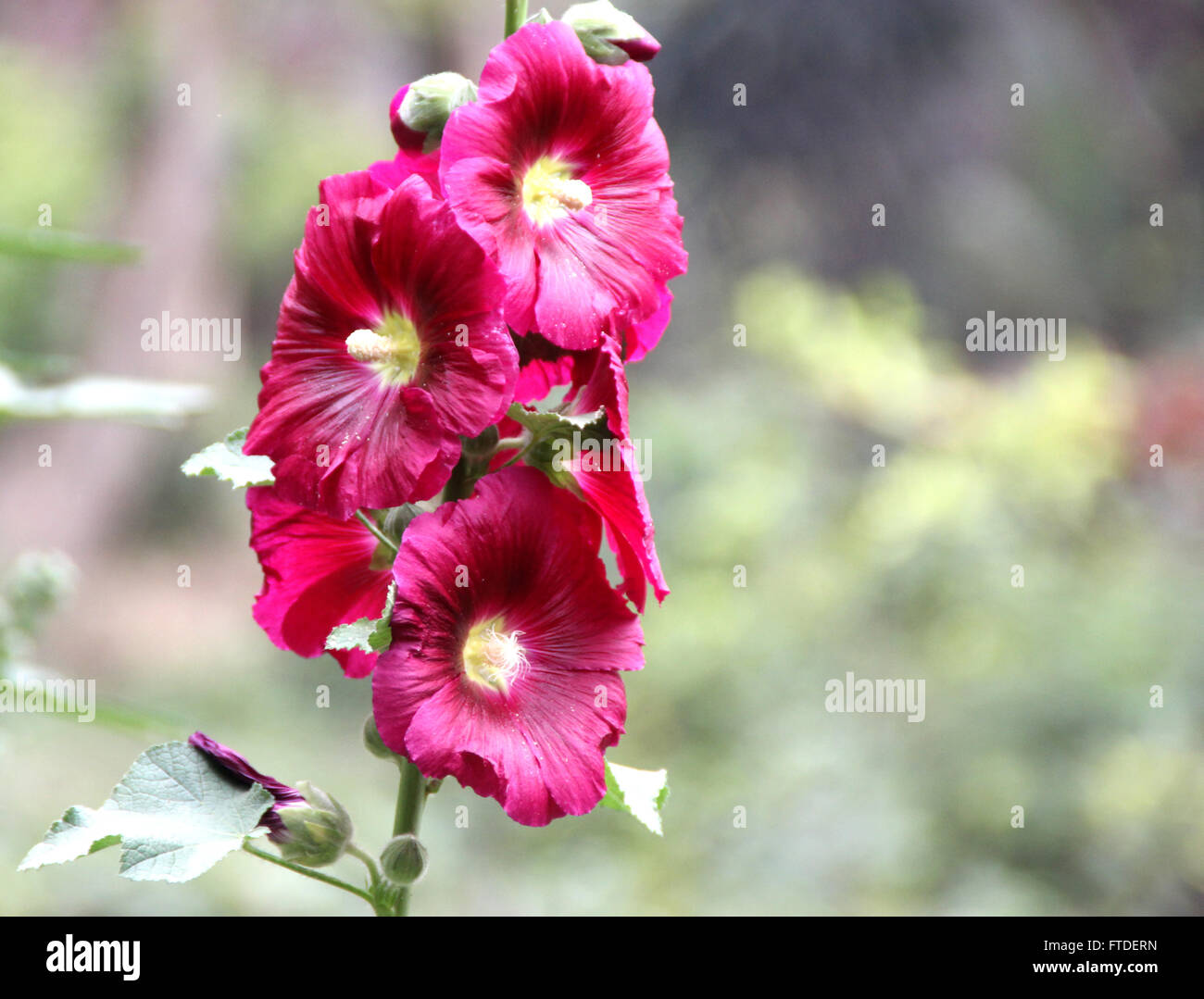 Gemeinsamen Stockrose, Alcea Rosea, Familie Malvaceae, rot blühenden, hohen ornamentalen Kraut mit großen gelappten Blättern und roten Blüten Stockfoto