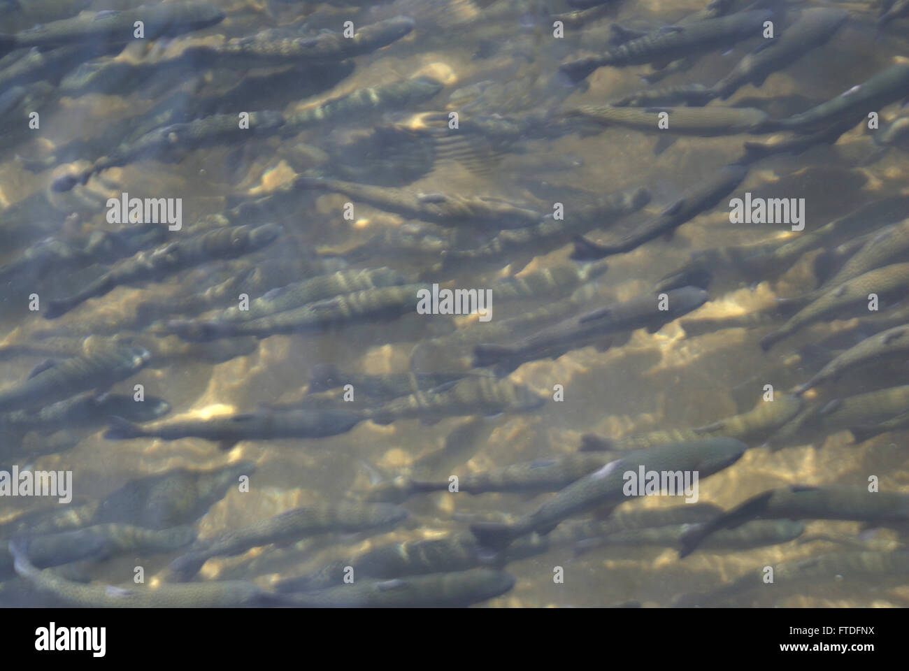 Fisch in Laribal Fischzucht Tank, Dachhigam, Kaschmir, Bauernhof für Kaltwasserfische, einschließlich der berühmten Forellen Pünktchen auf Haut Stockfoto