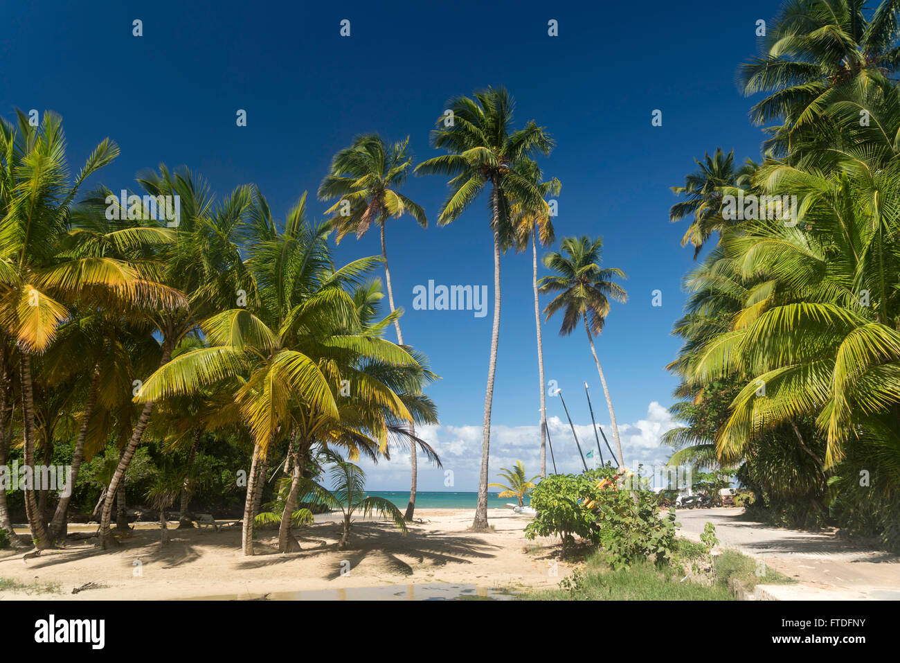 Palmen gesäumten Strand in Las Terrenas, Halbinsel Samaná, Dominikanische Republik, Karibik, Amerika, Stockfoto