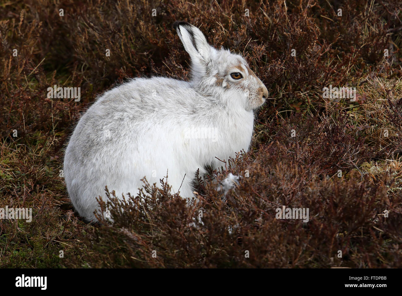 Der Schneehase Hase (Lepus Timidus), auch bekannt als blaue.  Hier zu sehen auf einem schottischen Berg im Heidekraut. Stockfoto