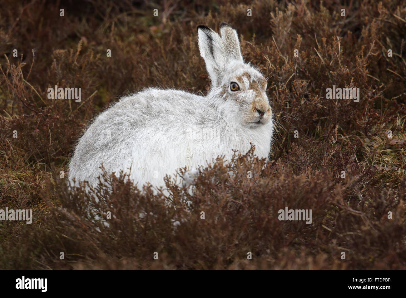 Der Schneehase Hase (Lepus Timidus), auch bekannt als blaue.  Hier zu sehen auf einem schottischen Berg im Heidekraut. Stockfoto