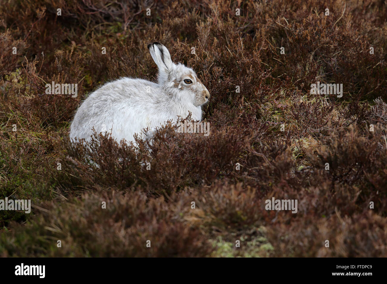 Der Schneehase Hase (Lepus Timidus), auch bekannt als blaue.  Hier zu sehen auf einem schottischen Berg im Heidekraut. Stockfoto
