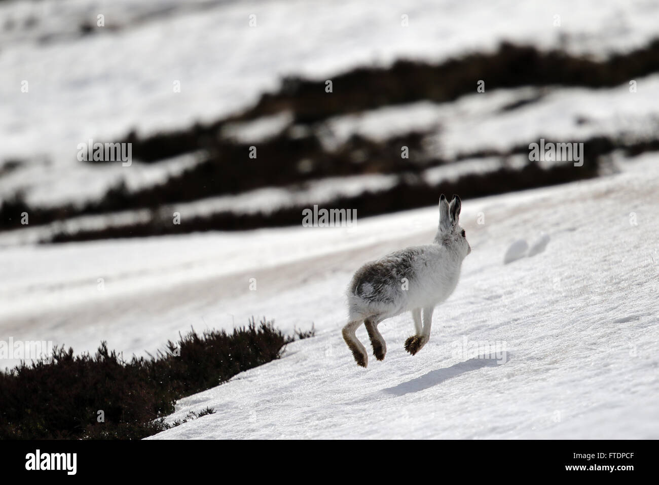 Der Schneehase Hase (Lepus Timidus), auch bekannt als blaue.  Hier zu sehen auf einem schottischen Berg im Schnee Stockfoto
