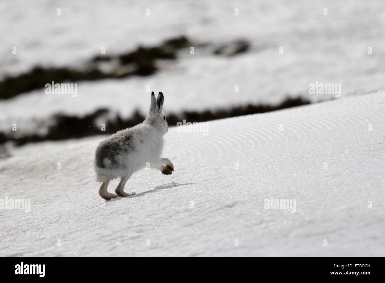 Der Schneehase Hase (Lepus Timidus), auch bekannt als blaue.  Hier zu sehen auf einem schottischen Berg im Schnee Stockfoto